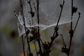 DSC_2517
