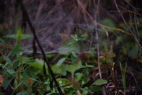 DSC_2518