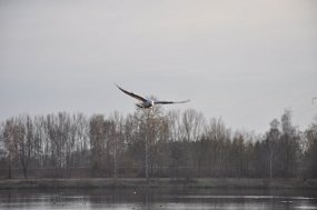 DSC_0600